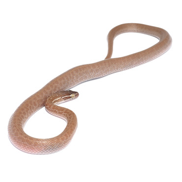 het T- Albino House Snake